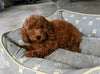 AKC Registered Mini Poodle For Sale Millersburg OH Male-Drake
