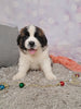 AKC Registered Saint Bernard For Sale Sugarcreek OH Female-Tiffany