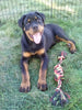 AKC Registered Rottweiler For Sale Sugarcreek OH Female-Cassidy