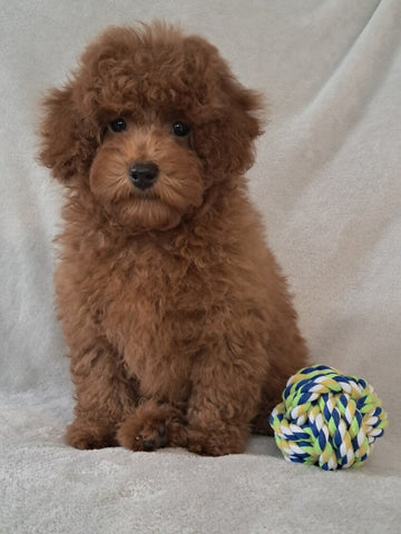 ACA Registered Toy Poodle For Sale Sugarcreek OH Male-Theodore