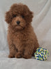 ACA Registered Toy Poodle For Sale Sugarcreek OH Male-Theodore