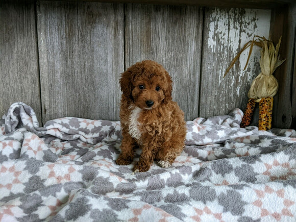 ACA Registered Mini Poodle For Sale Millersburg OH Female-Bella