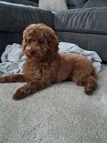 Cockapoo For Sale Sugarcreek OH Male-Watson