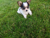 ICA Registered Papillon For Sale Millersburg OH Male-Jimmy