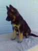 German Shepherd/ Siberian Husky For Sale Holmesville OH Female-Rhonda