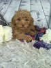 Cockapoo For Sale Sugarcreek OH Female-Lily