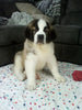 AKC Registered Saint Bernard For Sale Sugarcreek OH Male-Brutus