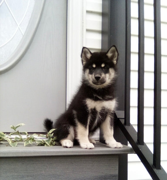 Pomsky For Sale Holmesville OH Male-Mario