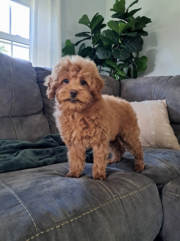 F1B Cockapoo For Sale Sugarcreek Oh Female-Jasmine