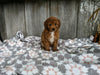 ACA Registered Mini Poodle For Sale Millersburg OH Female-Bella