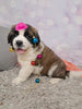 AKC Registered Saint Bernard For Sale Sugarcreek OH Female-Tiffany