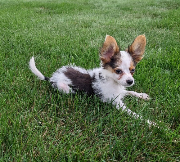 ICA Registered Papillon For Sale Millersburg OH Male-Connor