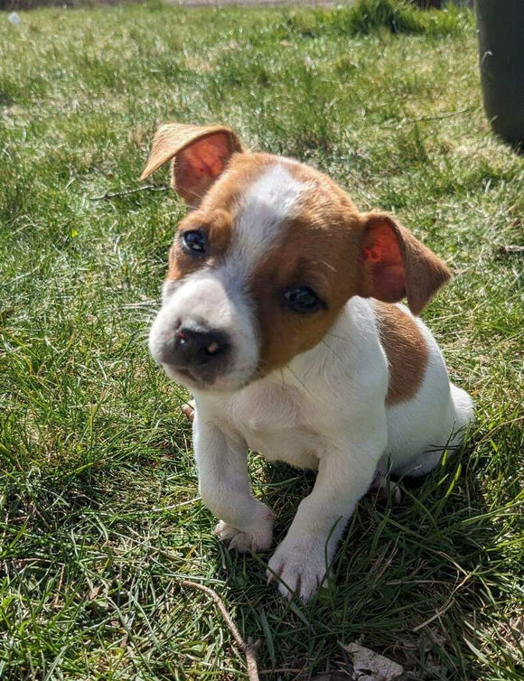 Jack Russell Terrier For Sale Fredericksburg OH Male-Charlie