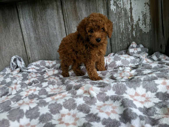 ACA Registered Mini Poodle For Sale Millersburg OH Male-Benji