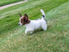 ICA Registered Papillon For Sale Millersburg OH-Prince
