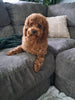 Cockapoo For Sale Sugarcreek OH Male-Watson