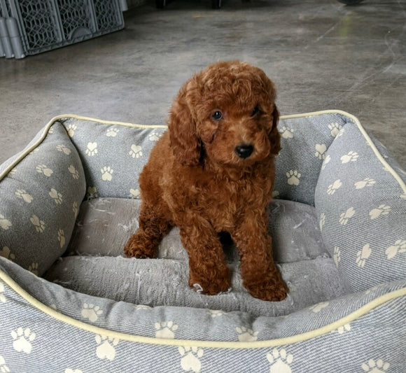 AKC Registered Mini Poodle For Sale Millersburg OH Female-Dolly