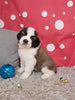 AKC Registered Saint Bernard For Sale Sugarcreek OH Male-Skipper