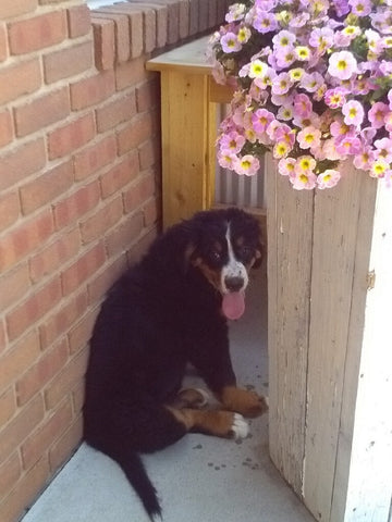 AKC Registered Bernese Mountain Dog For Sale Sugarcreek OH Male-Leo