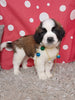 AKC Registered Saint Bernard For Sale Sugarcreek OH Male-Skipper