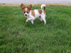 ICA Papillon For Sale Millersburg OH-Daisy