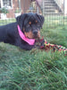 AKC Registered Rottweiler For Sale Sugarcreek OH Female-Cassidy