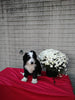 Mini Bernedoodle For Sale Sugarcreek OH Female-Nova