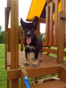 German/ Husky For Sale Holmesville OH Female-Jodie