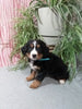 Mini F1B Bernedoodle For Sale Millersburg OH Male-Dallas
