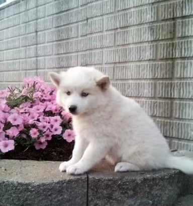 Pomsky For Sale Holmesville OH Female-Sally