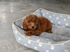 AKC Registered Mini Poodle For Sale Millersburg OH Male-Drake