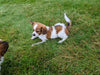 ICA Papillon For Sale Millersburg OH-Daisy