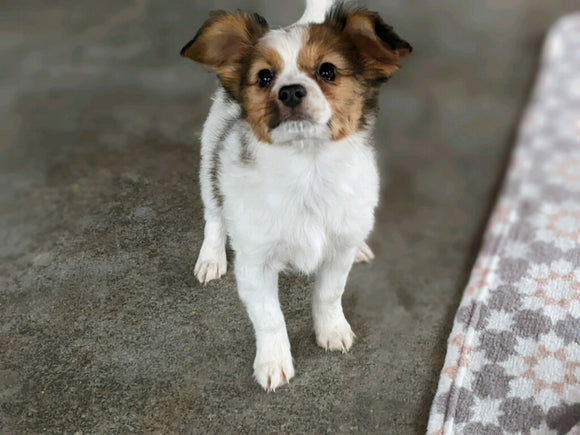 ICA Registered Papillon For Sale Millersburg OH Female-Joy