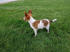 ICA Papillon For Sale Millersburg OH-Daisy
