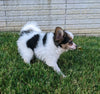 ICA Registered Papillon For Sale Millersburg OH Male-Jack