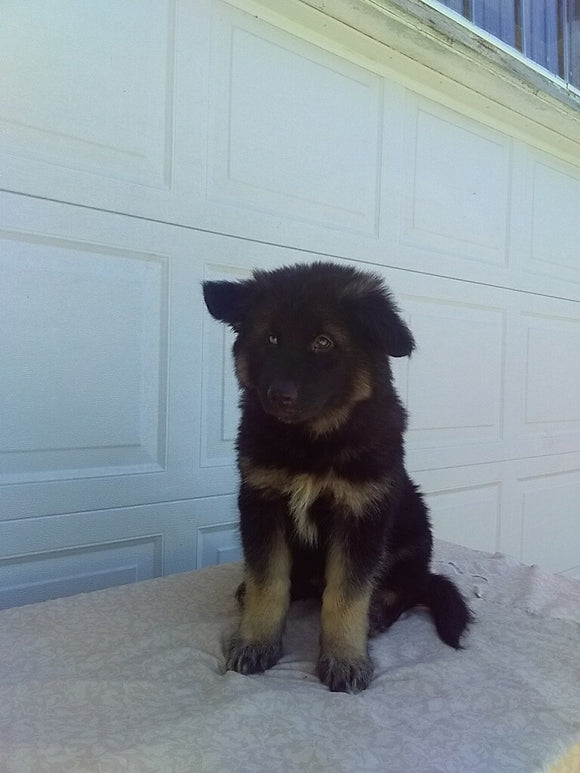 German Shepherd/ Siberian Husky For Sale Holmesville OH Male-Benji