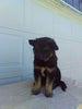 German Shepherd/ Siberian Husky For Sale Holmesville OH Male-Benji