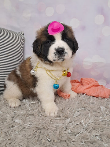 AKC Registered Saint Bernard For Sale Sugarcreek OH Female-Tiffany