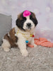 AKC Registered Saint Bernard For Sale Sugarcreek OH Female-Tiffany