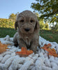 Mini Goldendoodle For Sale Fredericksburg OH Male-Teddy