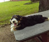 Mini Bernedoodle For Sale Millersburg OH Male-Paxton