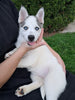 Pomsky for Sale Sugarcreek OH Female Sky