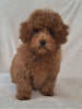 ACA Registered Toy Poodle For Sale Sugarcreek OH Male-Theodore