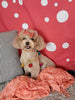ACA Registered Toy Poodle For Sale Sugarcreek OH Female-Mia