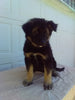 German Shepherd/ Siberian Husky For Sale Holmesville OH Male-Bradley