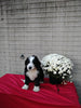 Mini Bernedoodle For Sale Sugarcreek OH Female-Nova