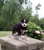 Pomsky For Sale Holmesville OH Male-Max