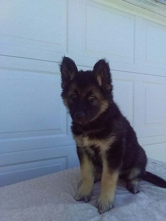German Shepherd/ Siberian Husky For Sale Holmesville OH Female-Rhonda