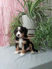 Mini F1B Bernedoodle For Sale Millersburg OH Female-Destiny