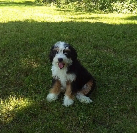 Mini Bernedoodle For Sale Millersburg OH Female-Peach